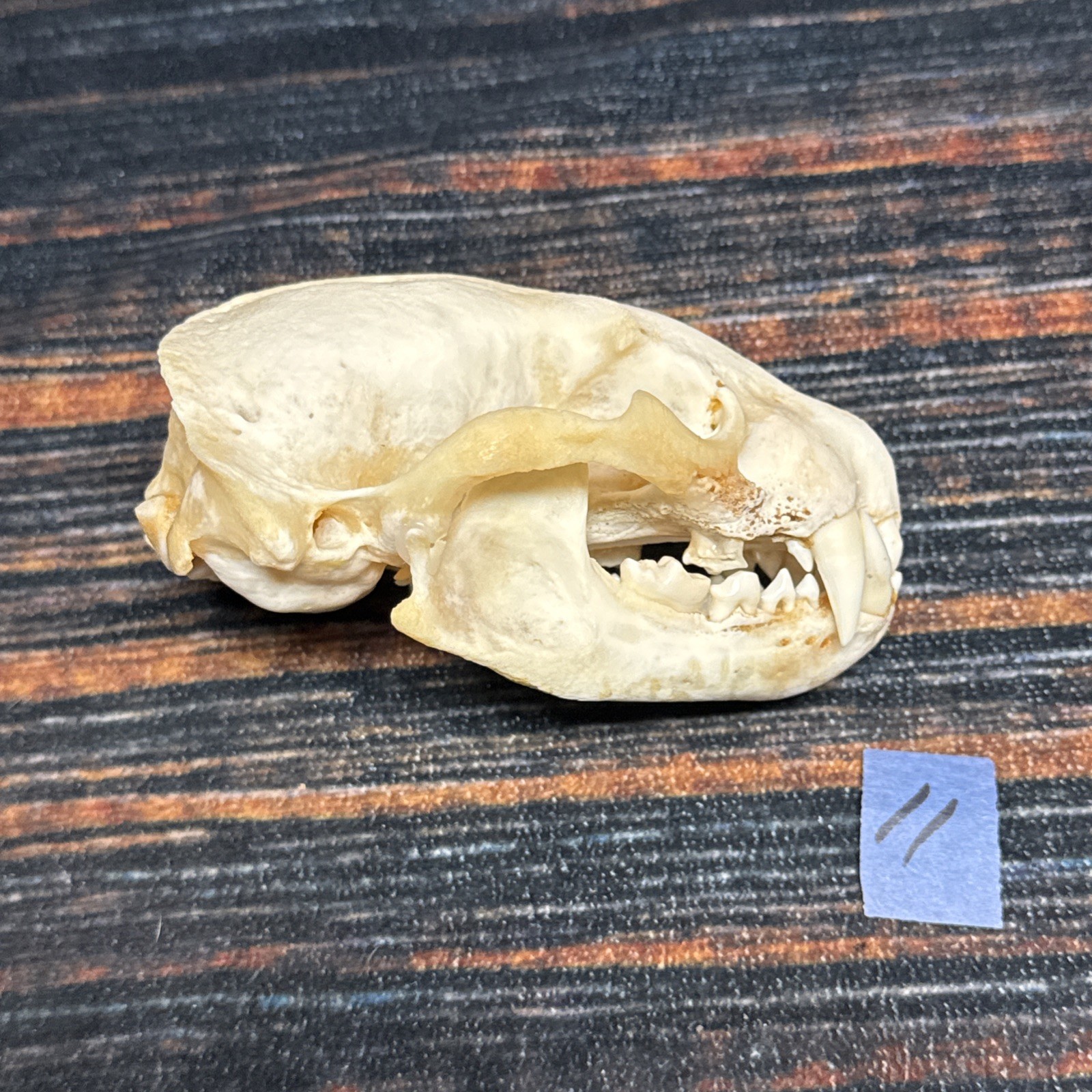 Real XL Badger Skull Unique Gift Halloween Craft Animal Mount Art Model Head Odd