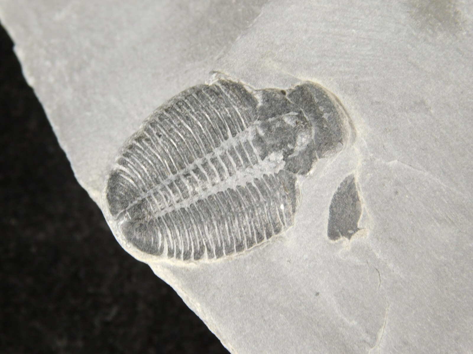 Small 100% Natural Elrathia TRILOBITE Fossil From Cambrian Utah