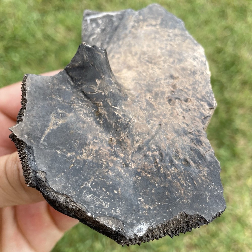 HUGE Piece Of Fossilized Turtle She’ll Lightning Patterns Florida