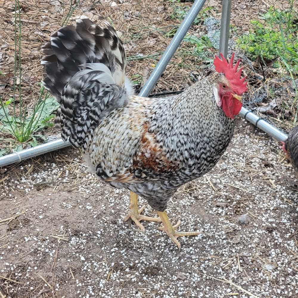 6 + Crest Cream Legbar Hatching Eggs