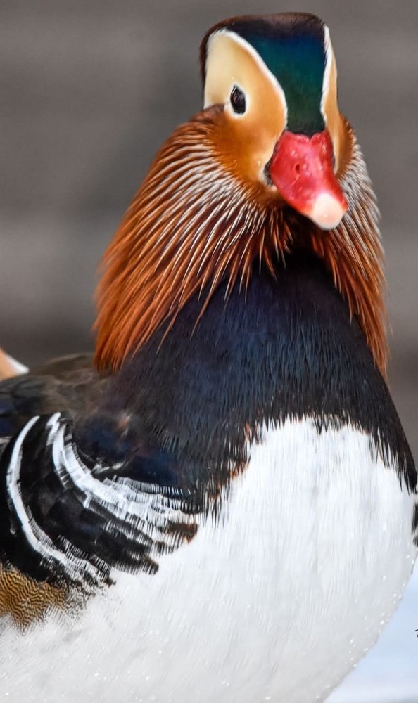 1 Regular SPLIT TO WHITE SINGLES Exotic Mandarin Duck Hatching Eggs PRESALE