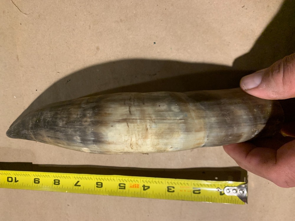 Decorative Cow Horn