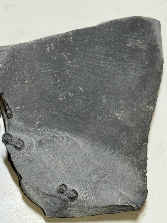 PERONOPSIS FOSSIL FIVE MULTIPLE TRILOBITE PLATES #6