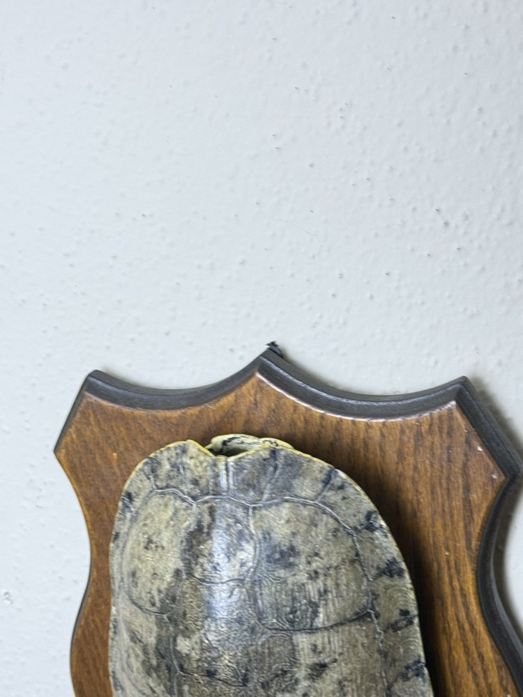 Turtle Shell in real wood plaque
