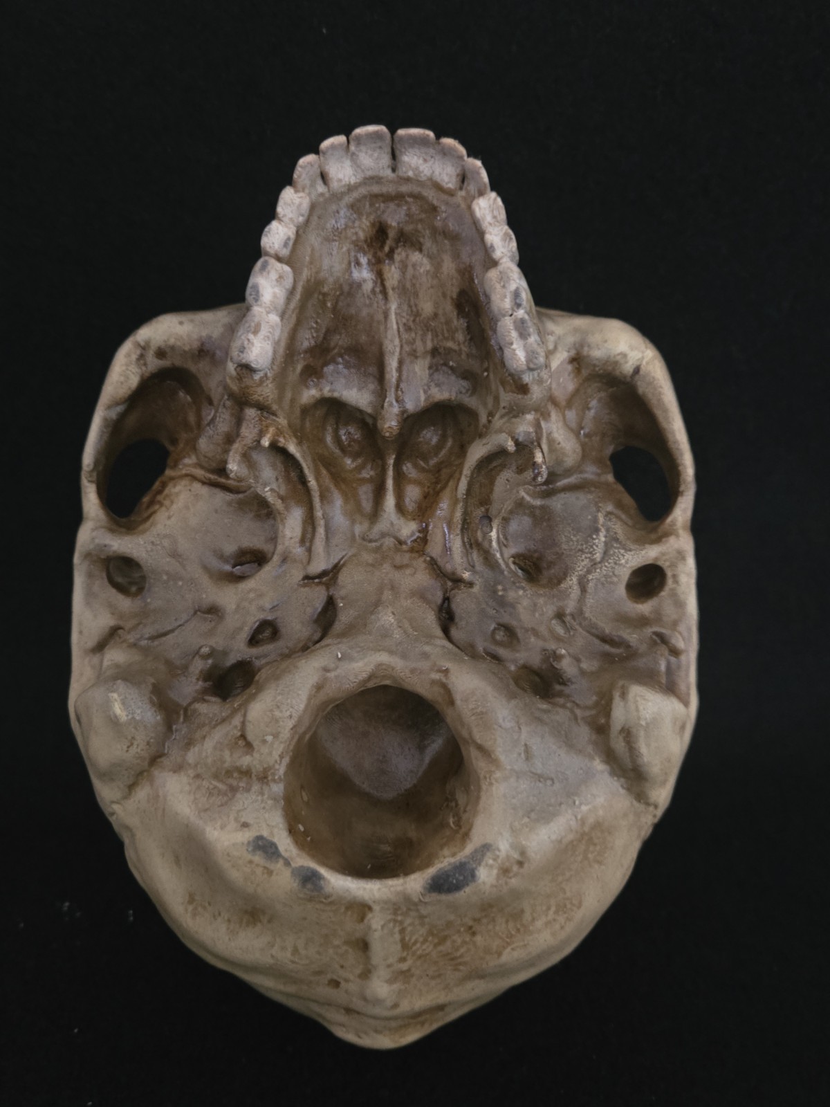 Skull Humanl Life Size Realistic