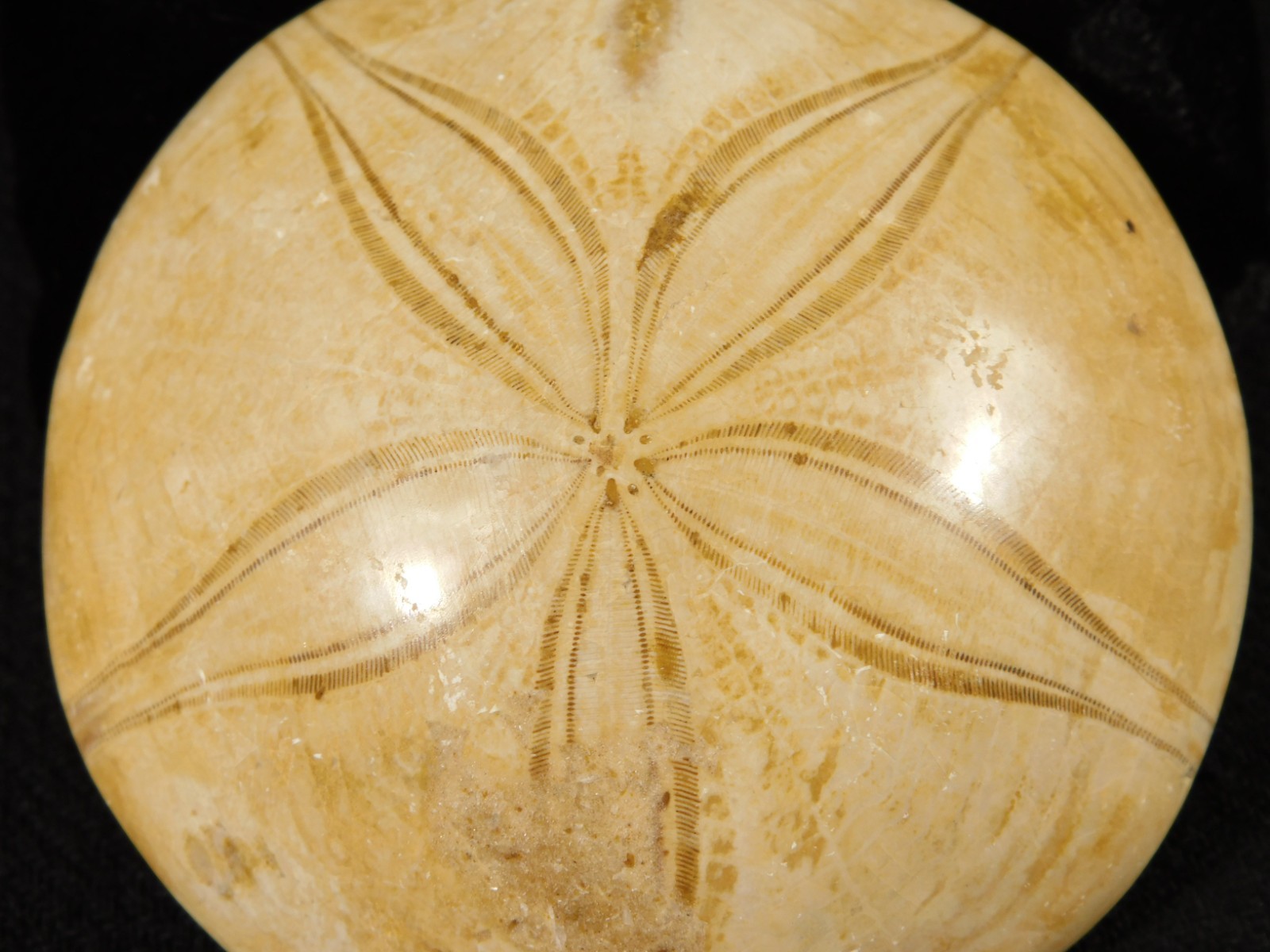 Big! Polished 150 Million Year Old! AAA SAND DOLLAR Fossil Madagascar 259gr