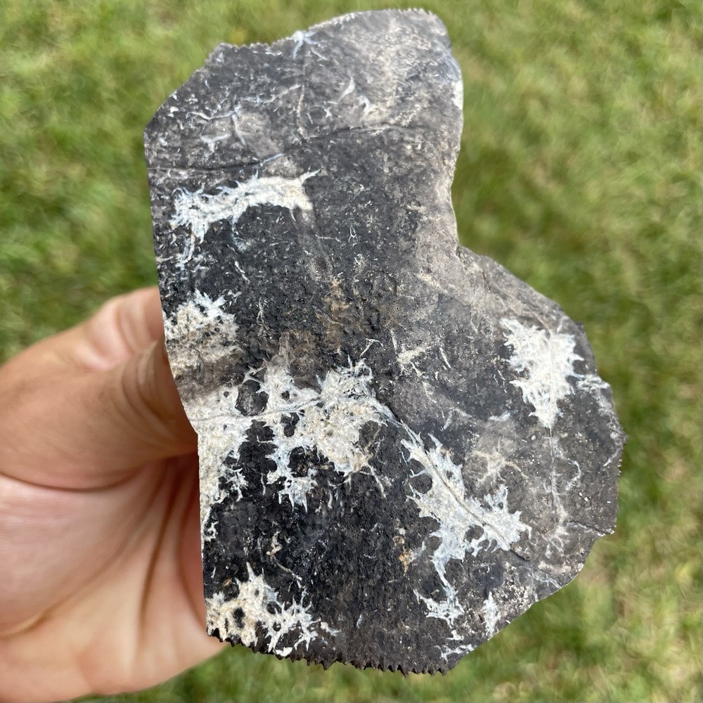 HUGE Piece Of Fossilized Turtle She’ll Lightning Patterns Florida