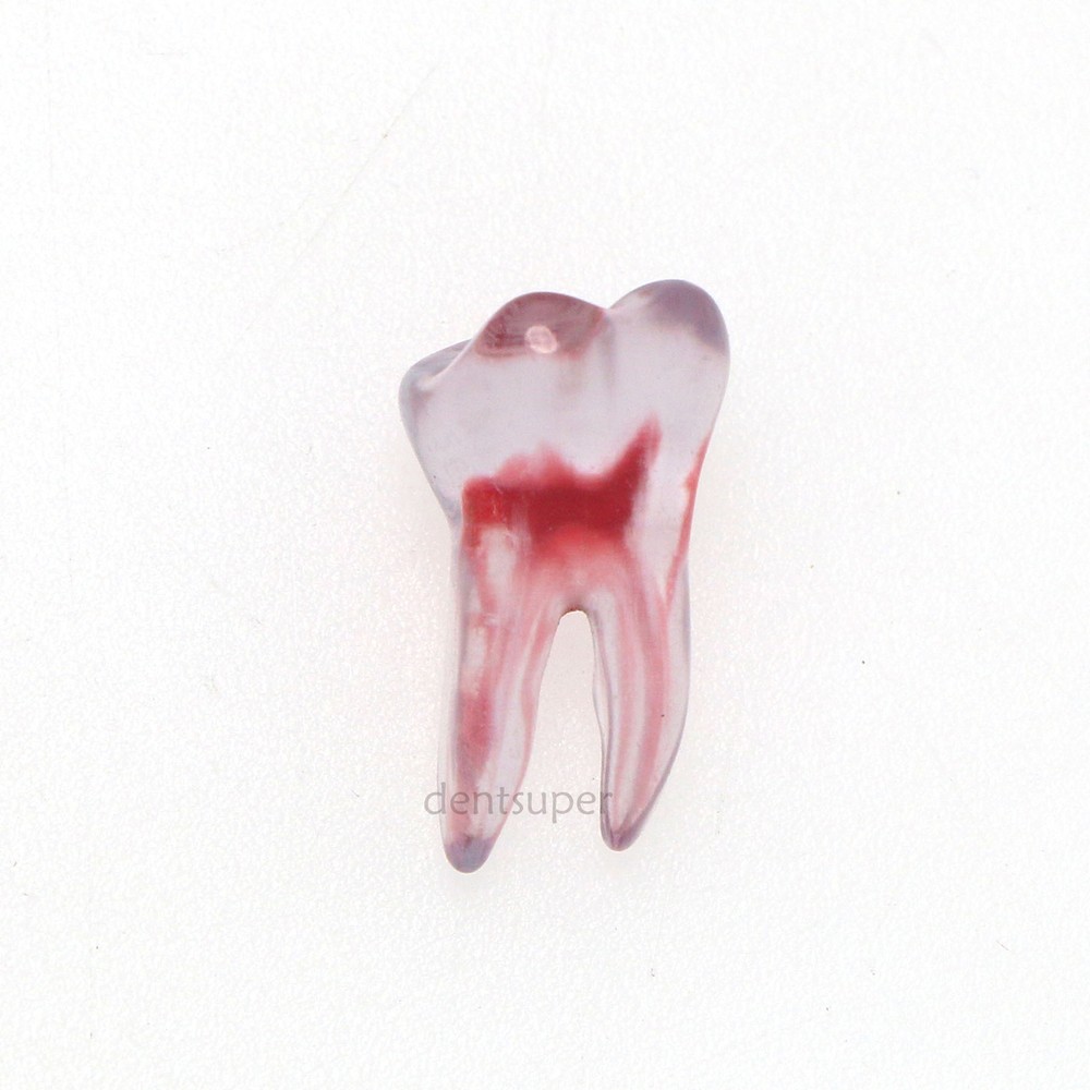 1:1 RCT Endo Training Dental 3D Teeth Model Curved Root Teeth Model 12 Size