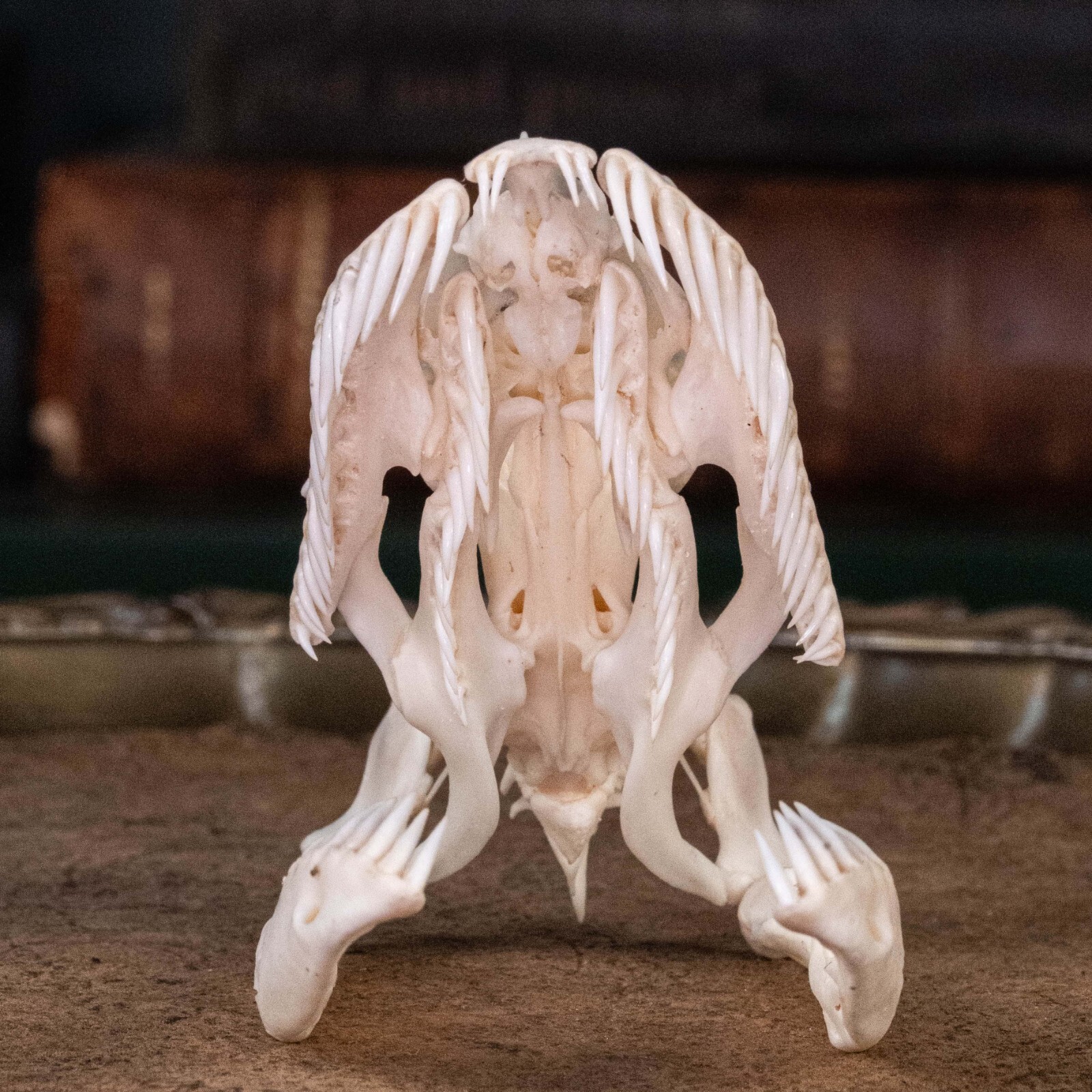 Real Python skull, 10 cm snake skeleton, snake taxidermy bone, boa anaconda