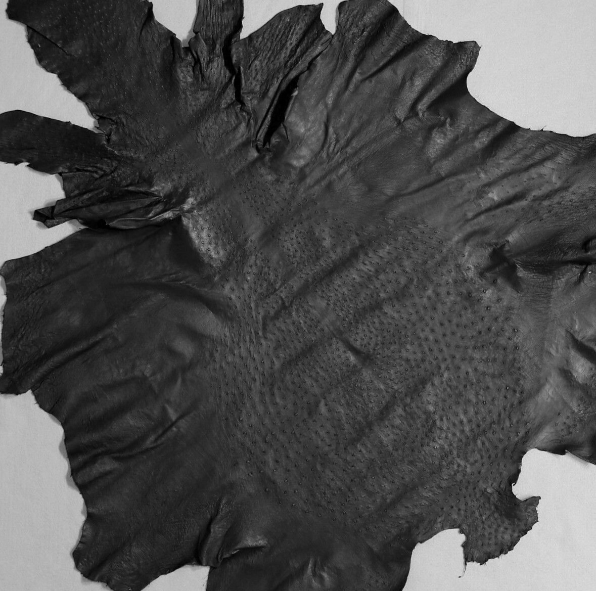 Ostrich Leather Hide, Black SF Color