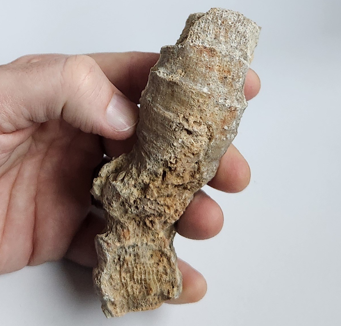 5" 216g Fossil Horned Coral Central Texas Pennsylvanian Display Specimen