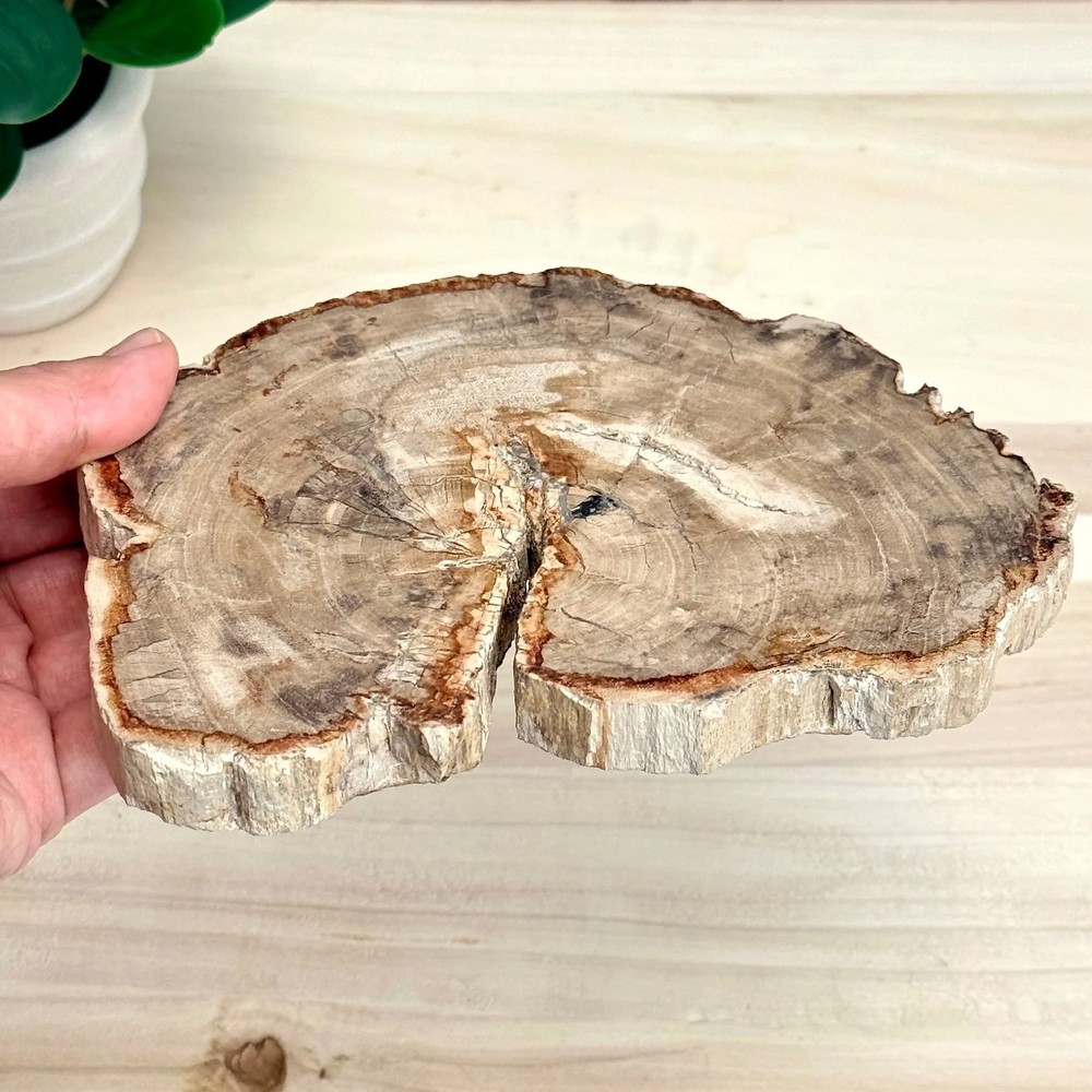Petrified Wood Slab A