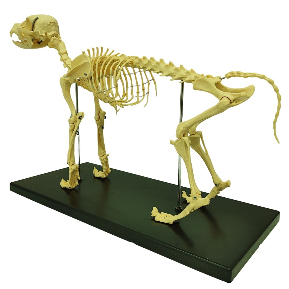 Canine Skeleton Model Standard Size PVC Material Teaching Display Dog Skeleton