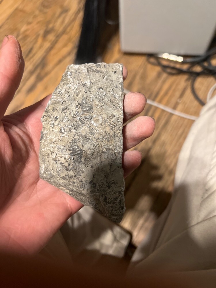 fossils other