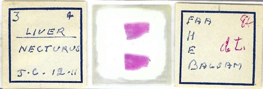 Necturus Liver Microscope Slide