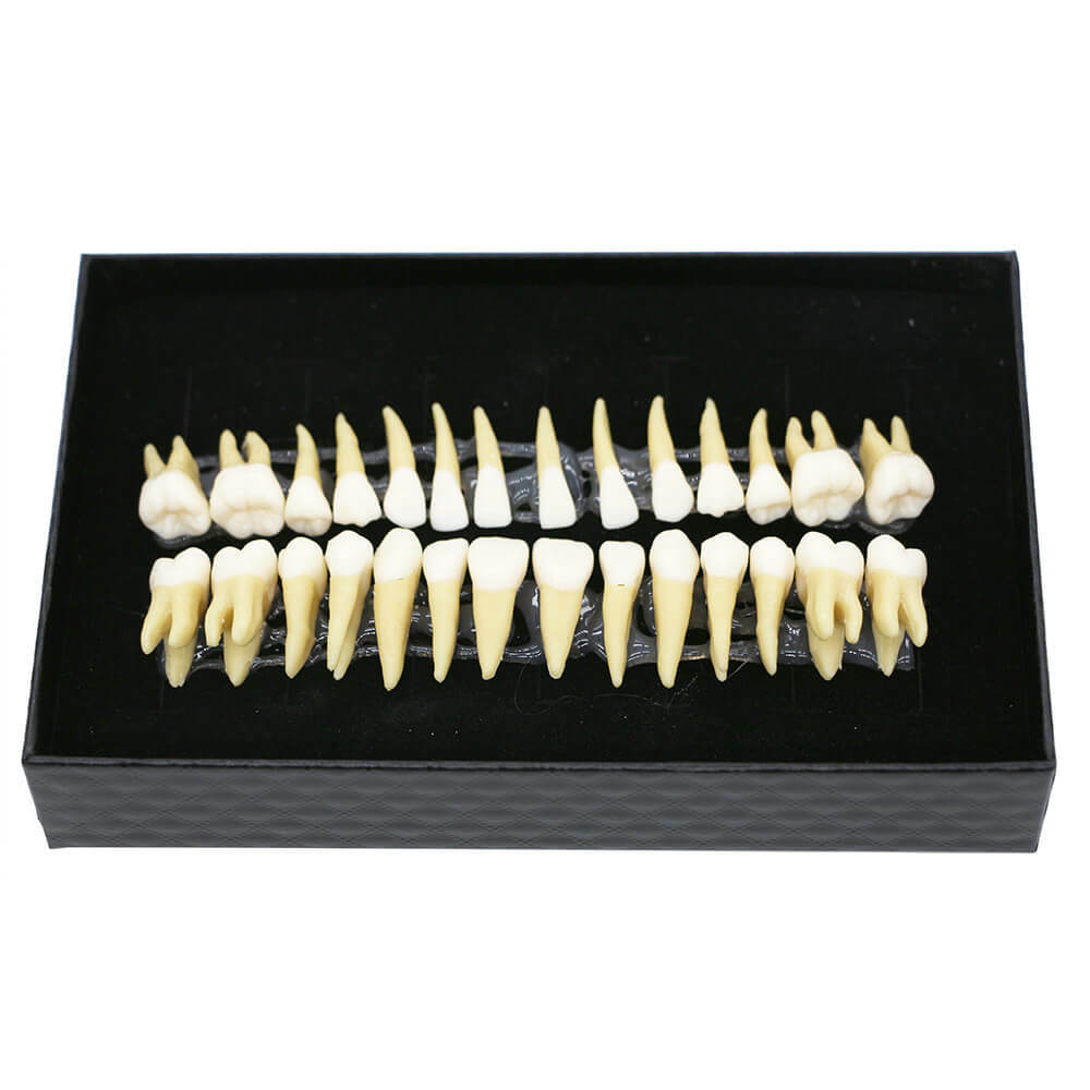 28Pcs 1:1 Permanent Teeth Demonstration Model, Teaching Study Tool