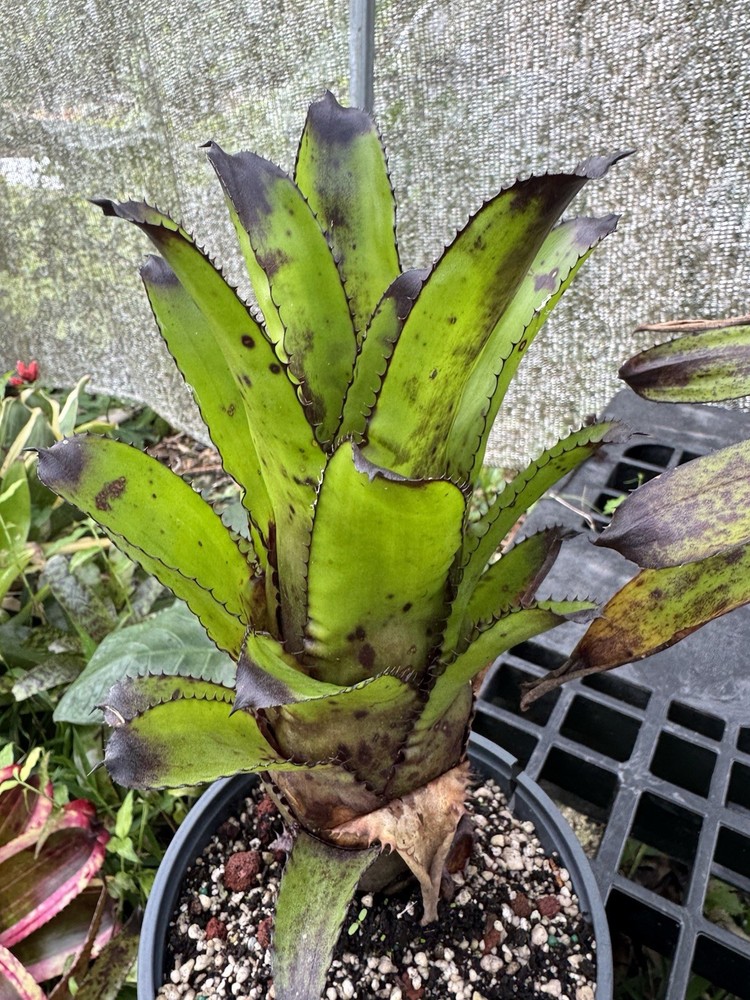 Aechmea ‘Canistrum Triangulare ’ Bromeliad