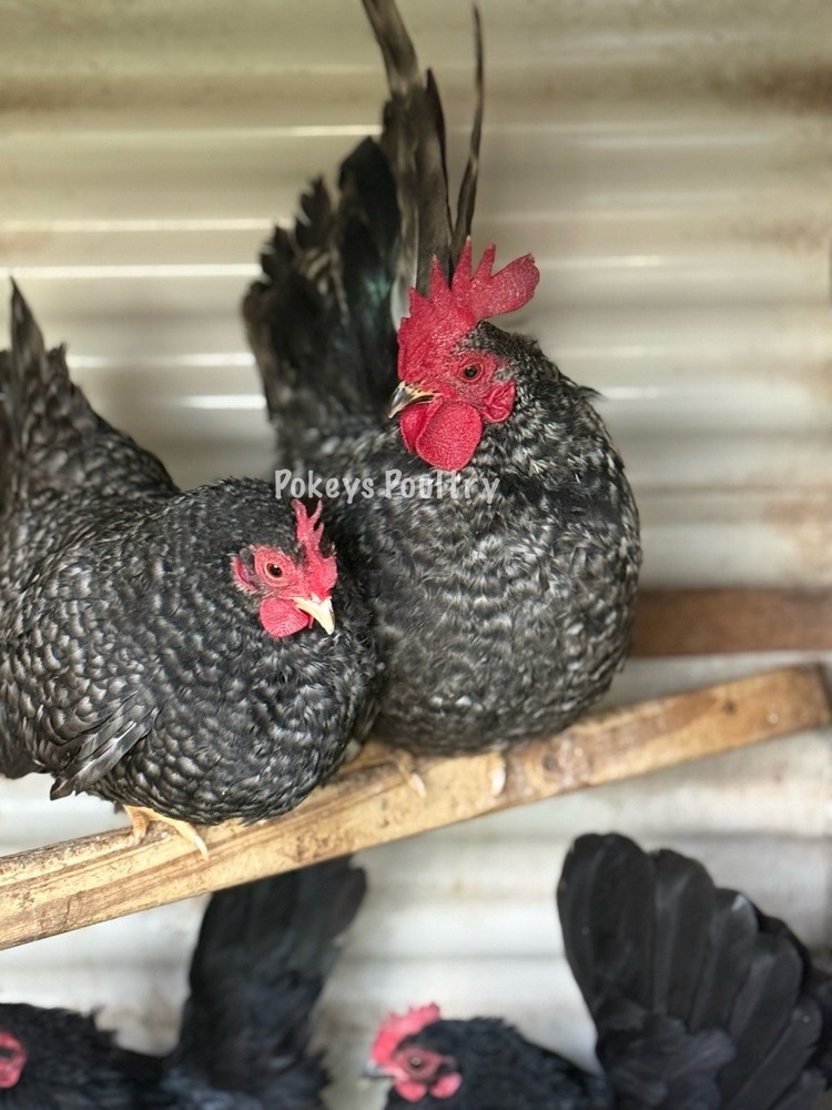 Japanese Bantam Assortment Hatching Eggs