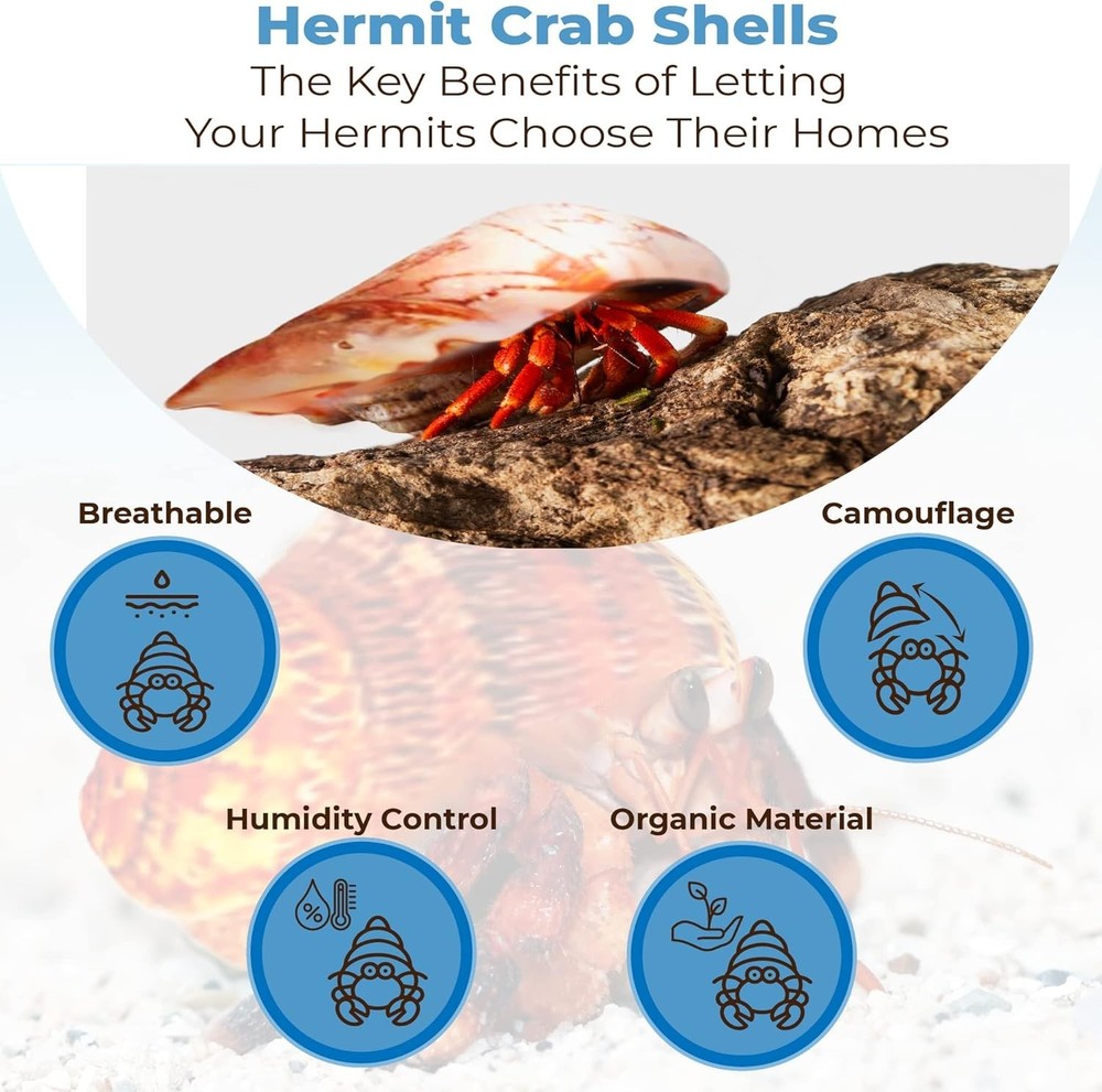 Hermit Crab Shells Medium and Large Growth Turbo Seashells 1” - 2” Shell
