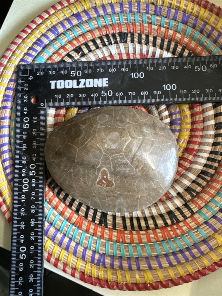 Polished Coral Head Fossil Morocco Devonian #5