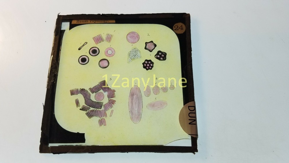 Glass Magic Lantern Slide DUN HUMAN PHYSIOLOGY DRAWINGS INTERNAL PARTS CELLS