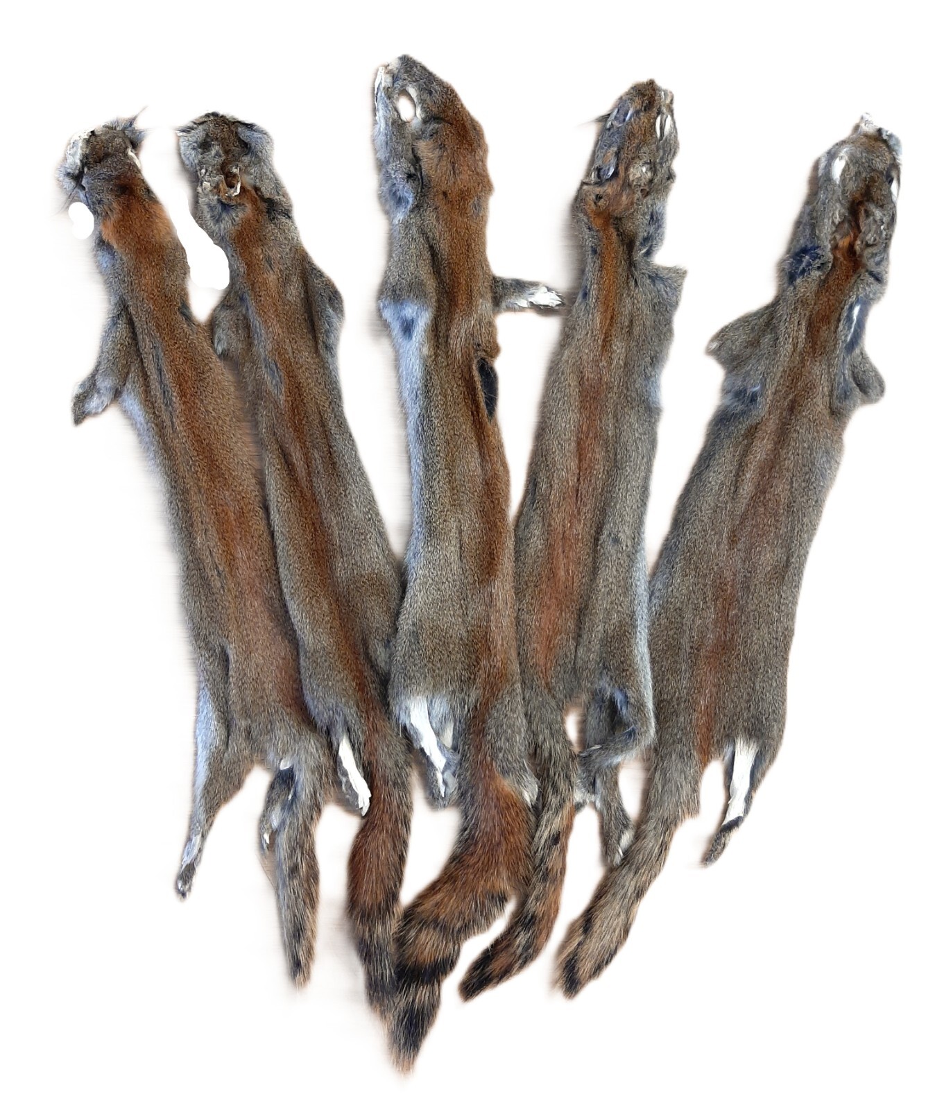 Canadian Red (Pine) Squirrel