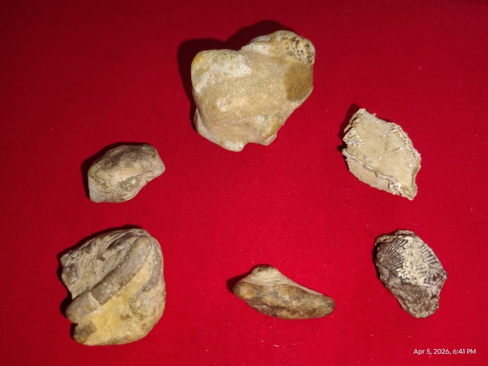 Various Fossils