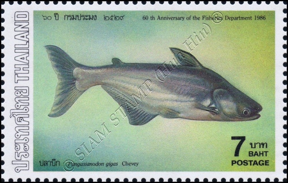 Fishes (IV) (MNH)