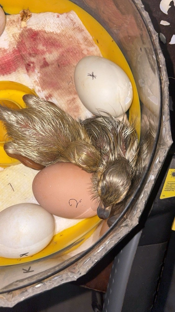 12+ Rouen x buff duck hatching eggs!