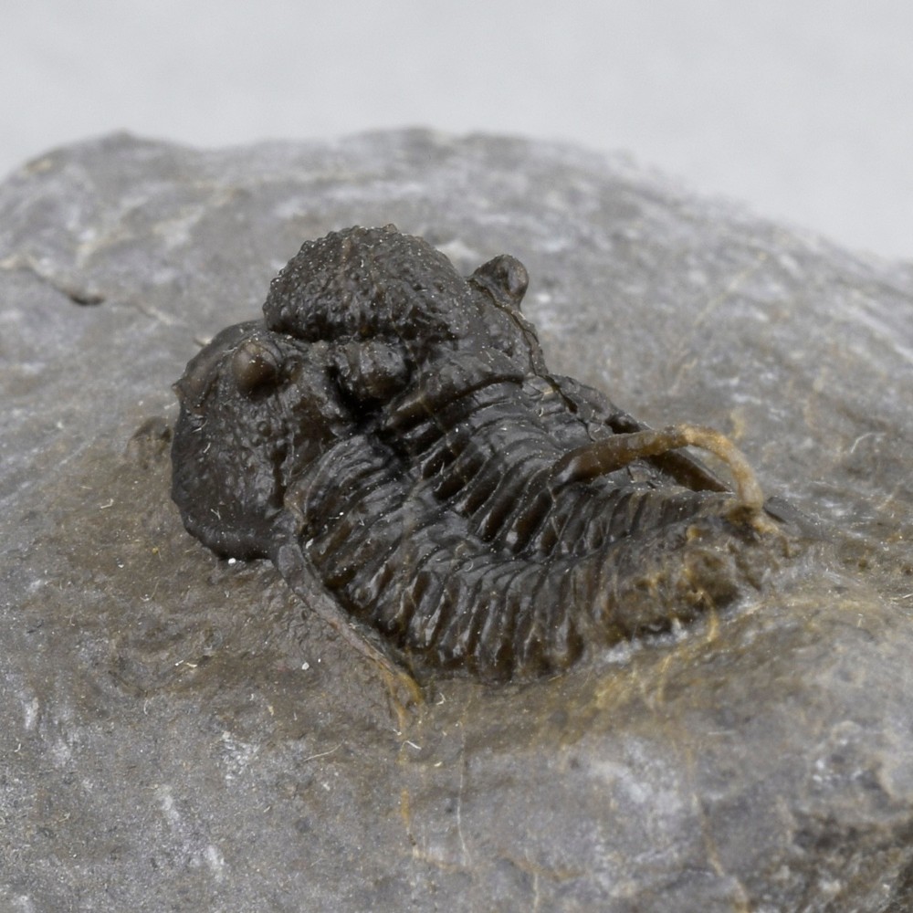 Fine trilobite Cyphaspis sp.