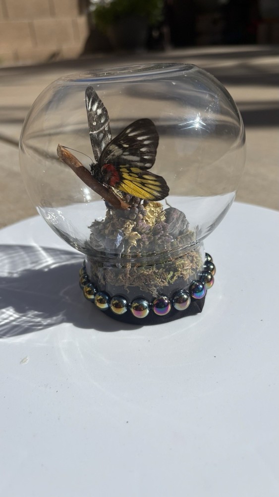 Butterfly Glass Display Case with Decorative Base