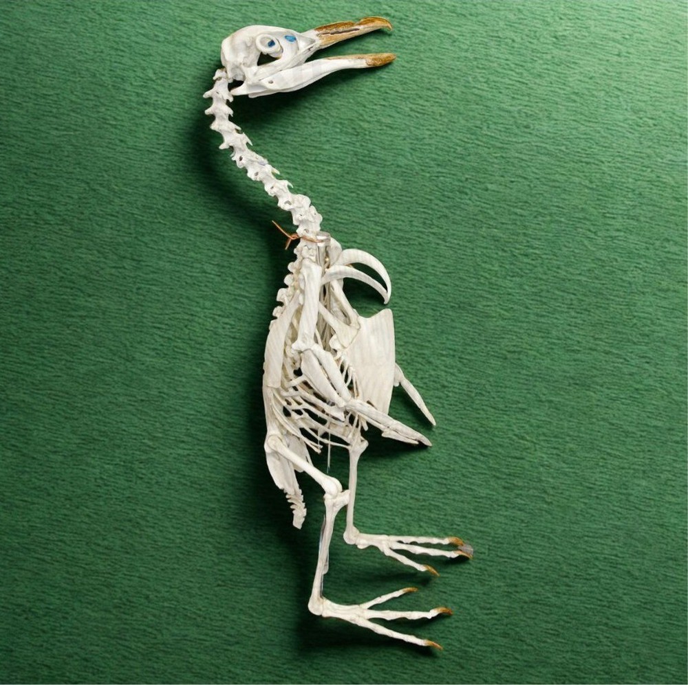 AFRICAN PENGUIN SKELETON REPLICA