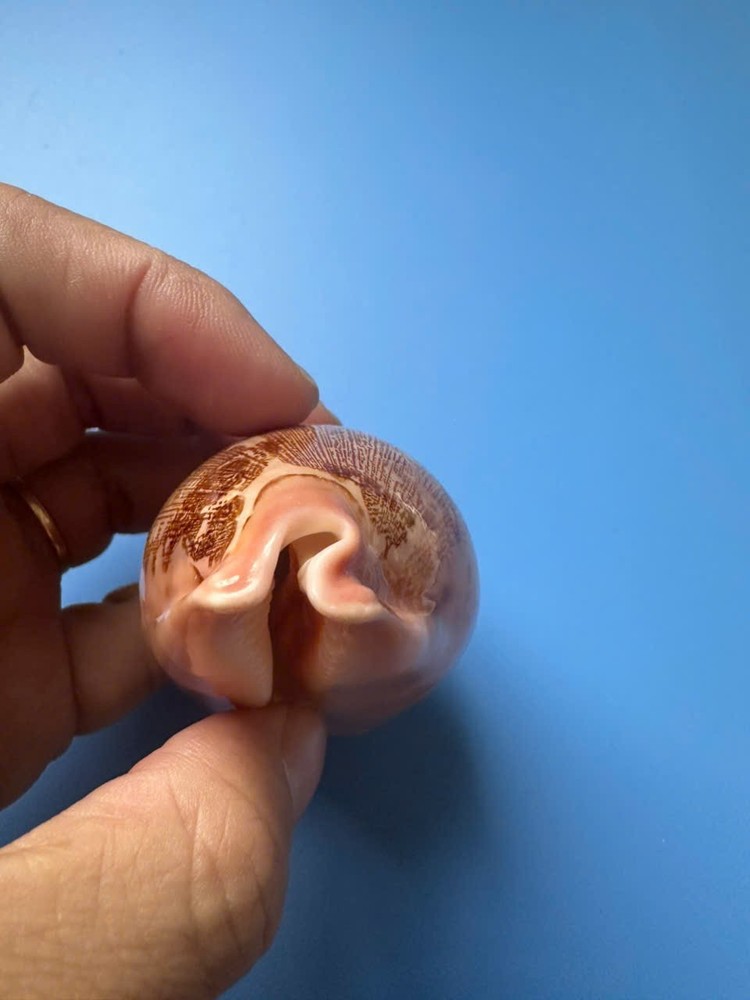 75.6mm | Cypraea Mappa |F+++ GEM | Nice pattern