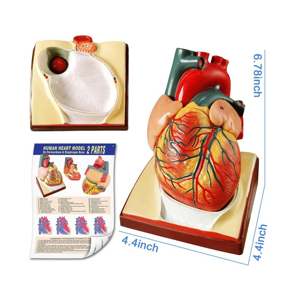Human Skeleton Model,Skull Model,Heart Models-Best Anatomy Model Bundle Set o...
