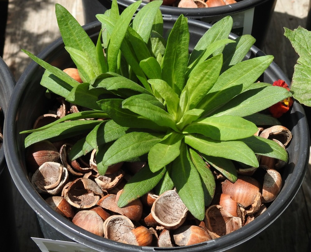 Hazel Shell Mulch - Amendment Product - 1.5 CF - 25 lbs.