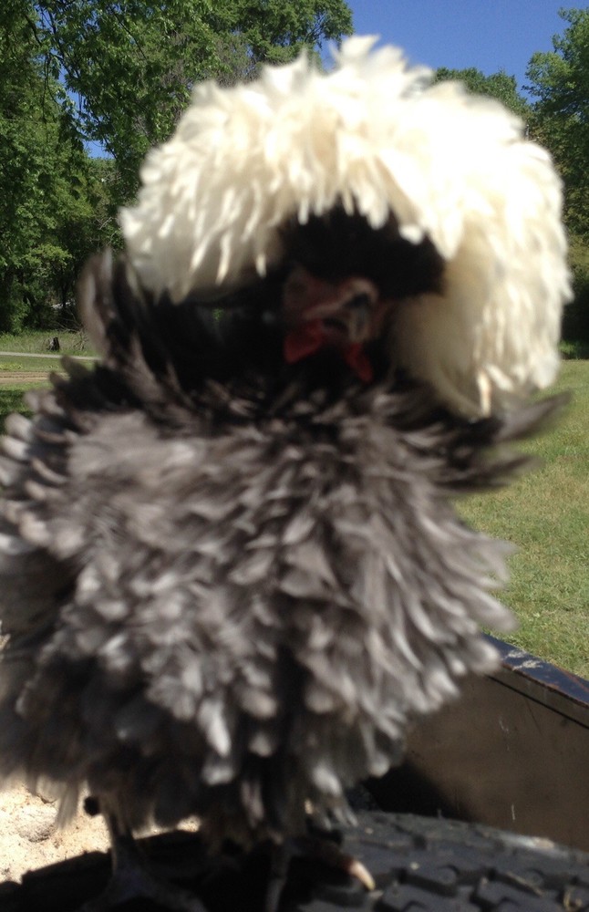 polish frizzle hatching eggs 15+ NPIP