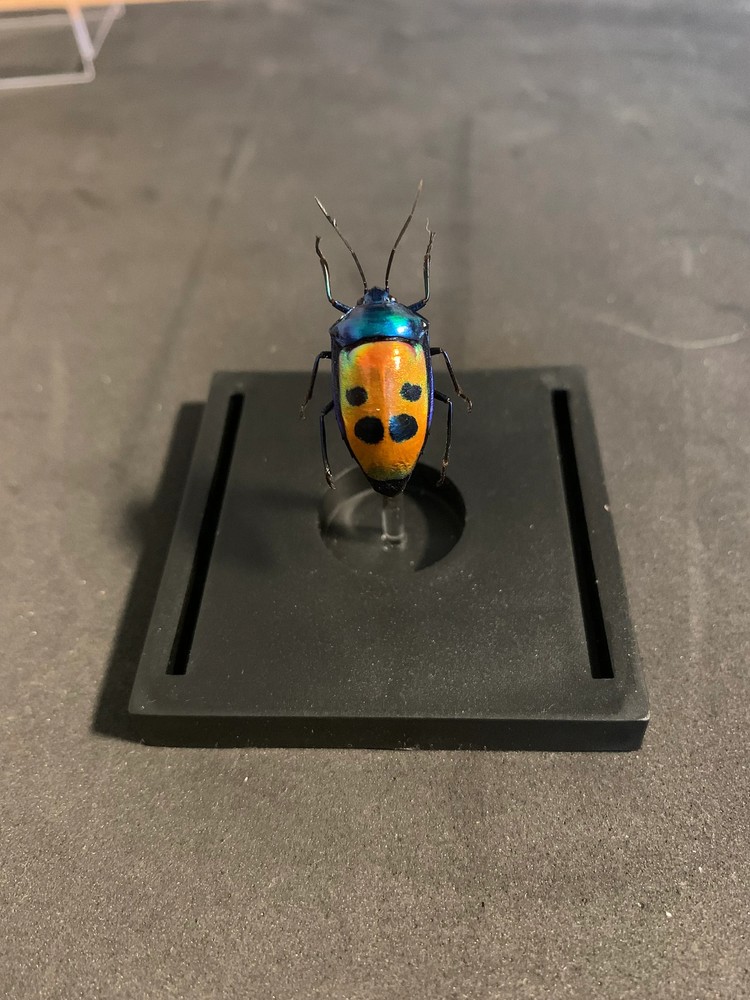 mounted Calliphara caesar (shield bug)