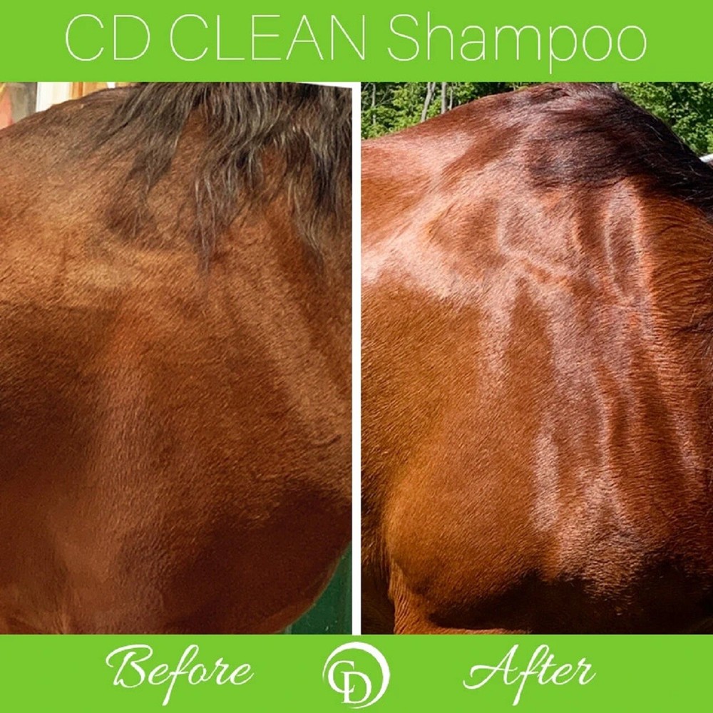 CD CLEAN Shampoo - 8oz