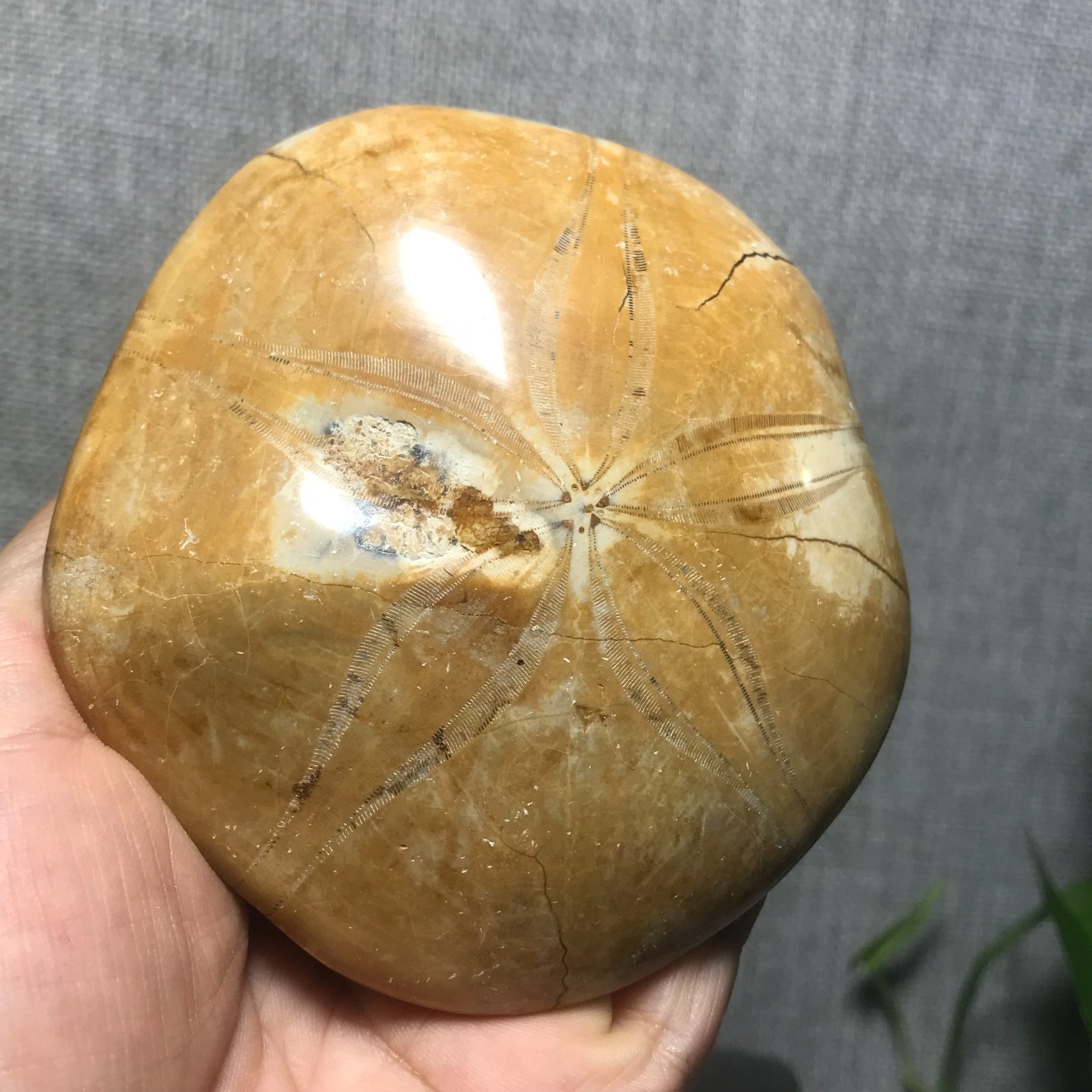 200g Starfish Crystal Specimen 13