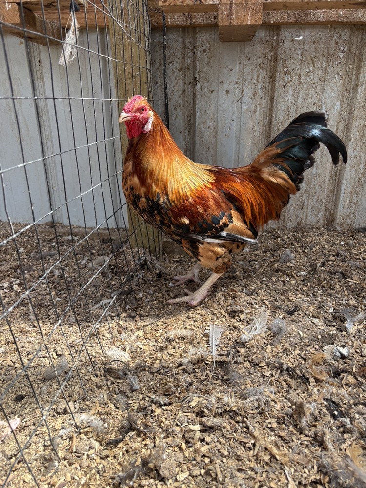 ALOHA CHICKEN HATCHING EGGS - 6+ Eggs