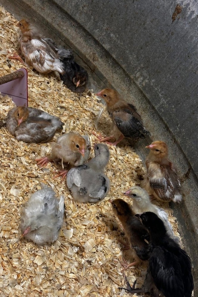 Whiting True Blue Hatching Eggs - x12+plus extras