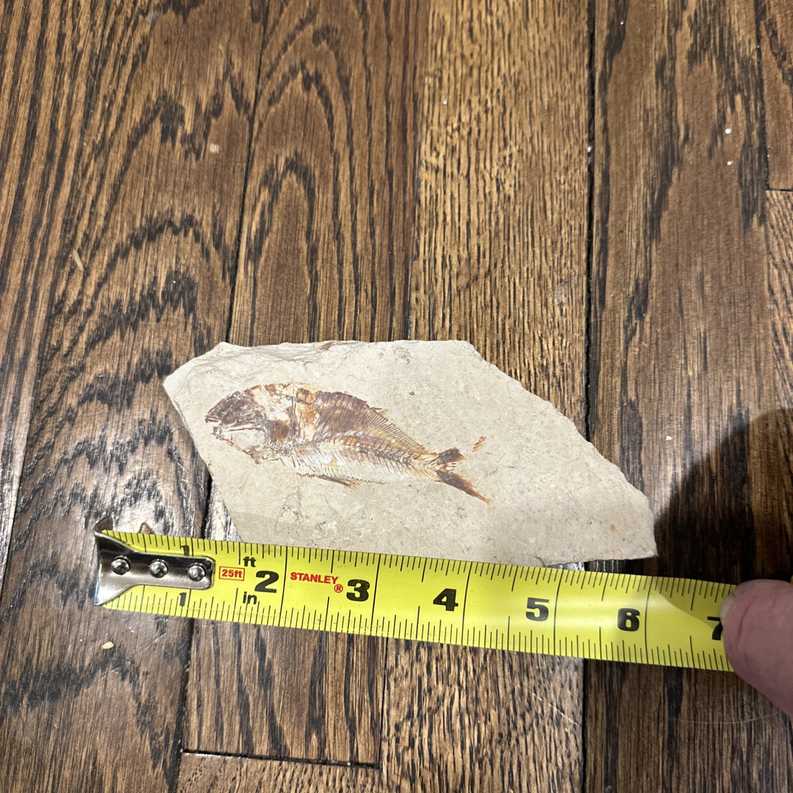 Nematonotus longispinus fossil, a prehistoric ray-finned fish.