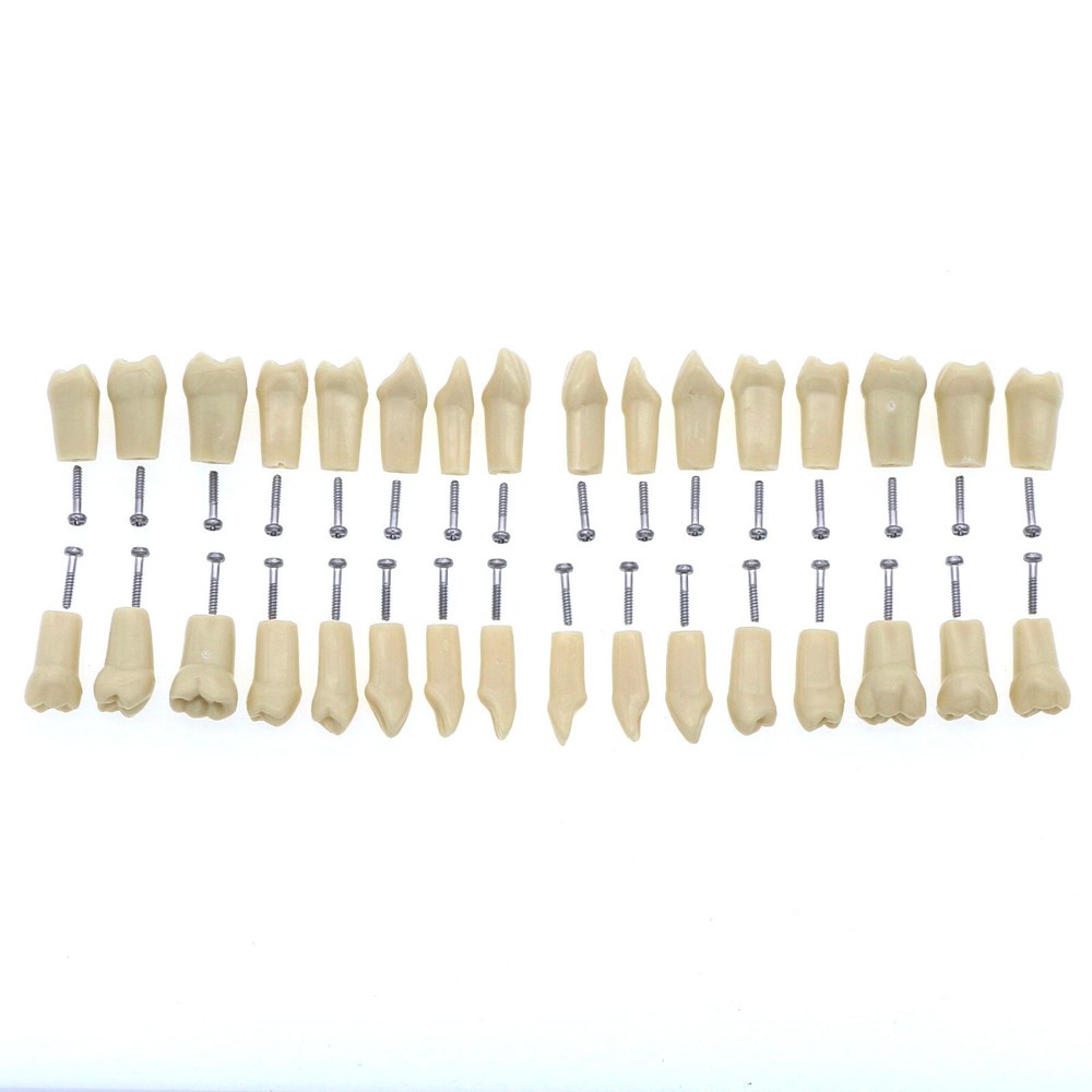 Dental Replacement Frasaco AG3 Type 32PCS Teeth Kit Model Screw-in Typodont