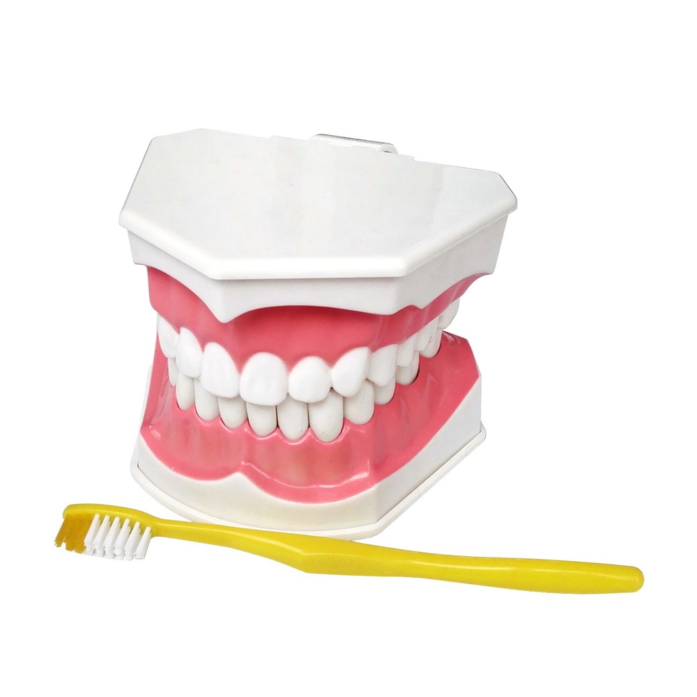 Interactive Tooth Brushing Model for Educational Training with Toothbrush