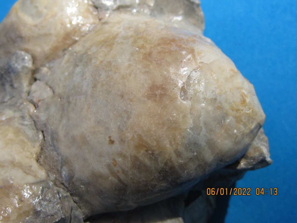 CLAM SHELL CLUSTER