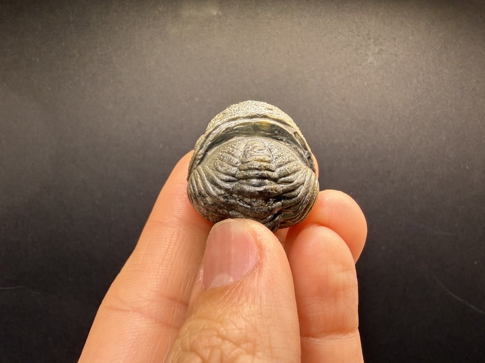 Enrolled Moroccops Trilobite
