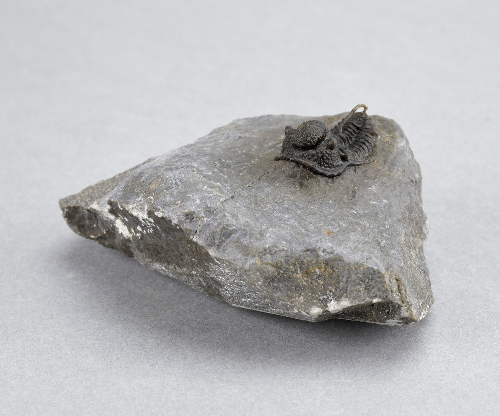 Fine trilobite Cyphaspis sp.