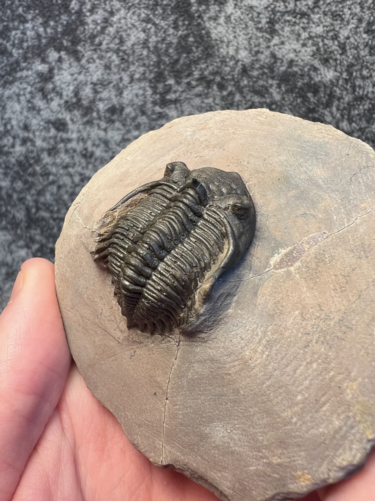 Metacanthina issoumourensis Trilobite Fossil – Collector Specimen