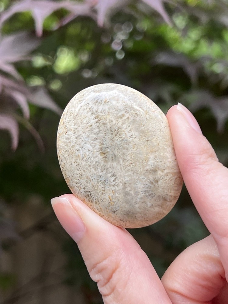 Fossilized Coral Crystal Palmstone AAA+ 39