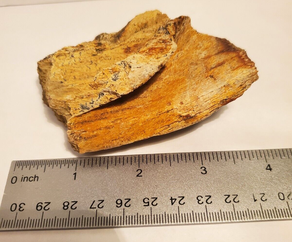 Fossil Hadrosaur Lower Jaw Dinosaur